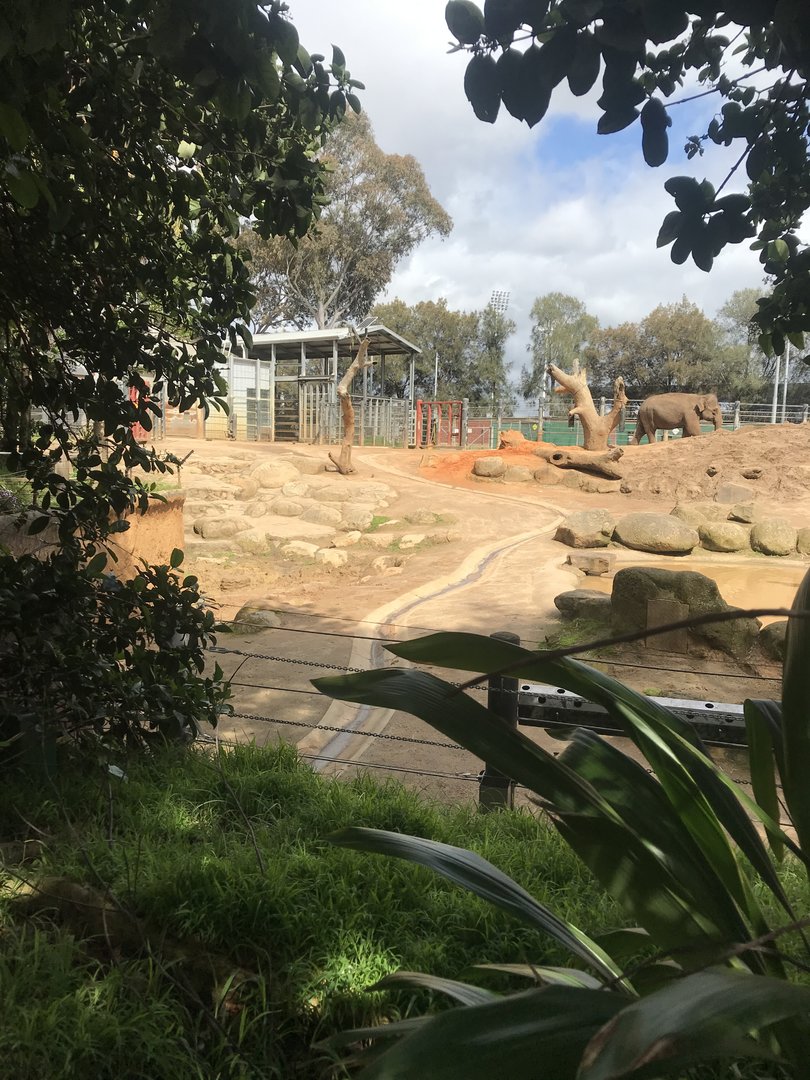 Cow Asian Elephant enclosure