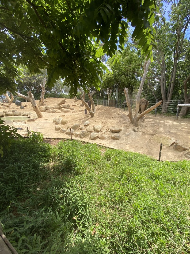 Cow Asian Elephant Exhibit