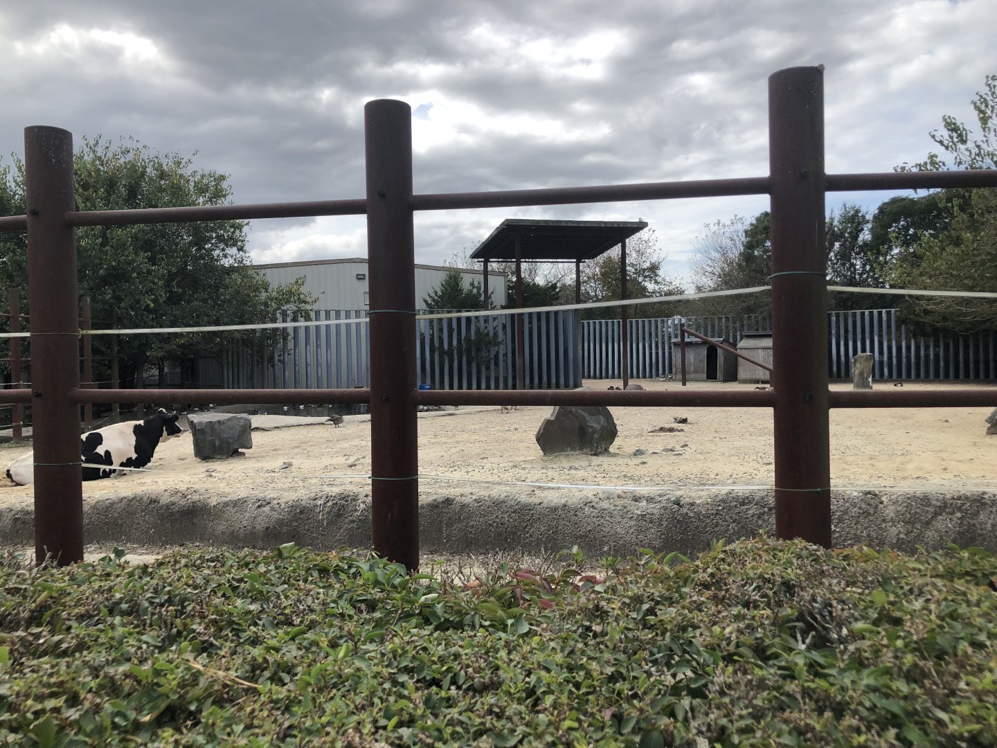 Cow/domestic livestock enclosure