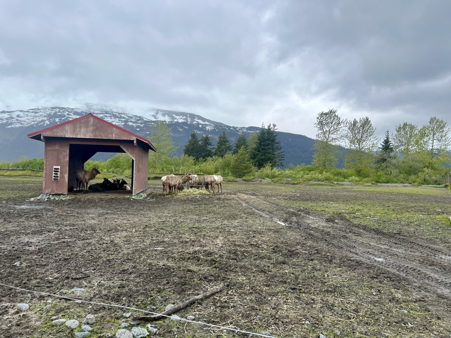 Cow Elk enclosure