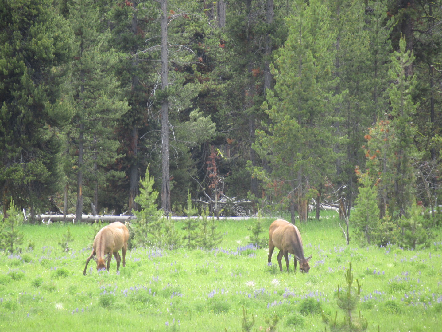 Cow elk in Yellowstone National Park
