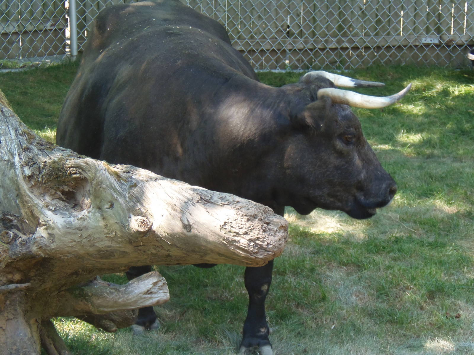 Cow Enjoying Her New Digs