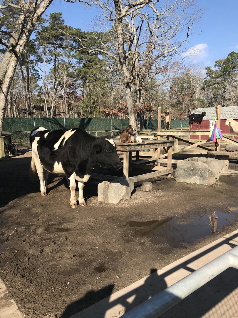Cow/Goat exhibit