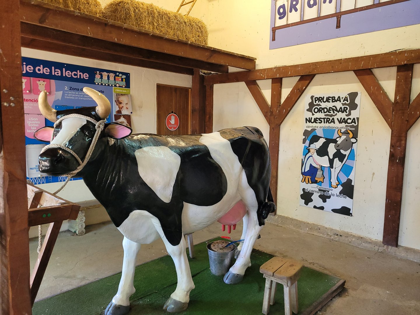 Cow milking attraction -Sendaviva (2024)