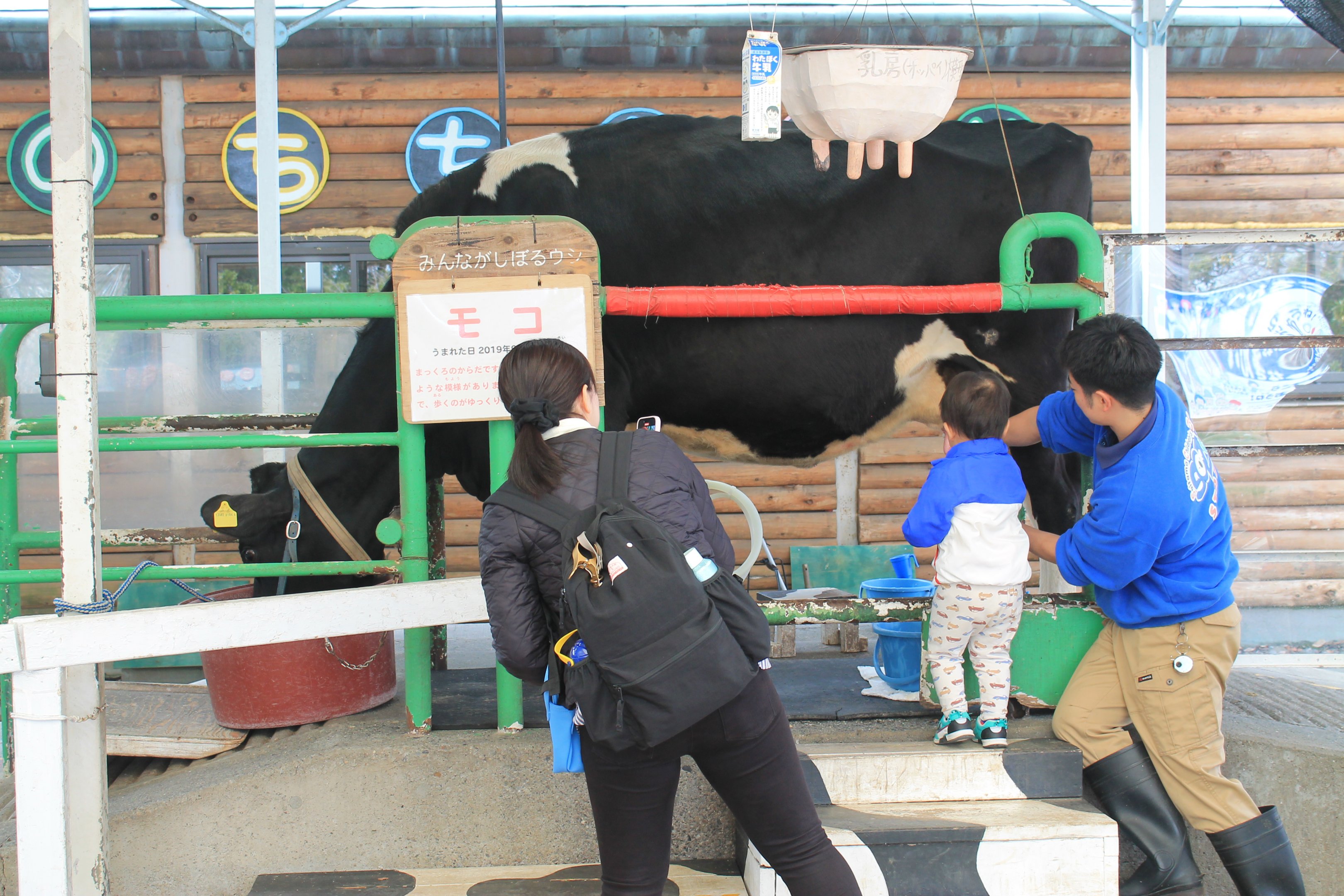 Cow milking demonstration - Saitama Childrens Zoo