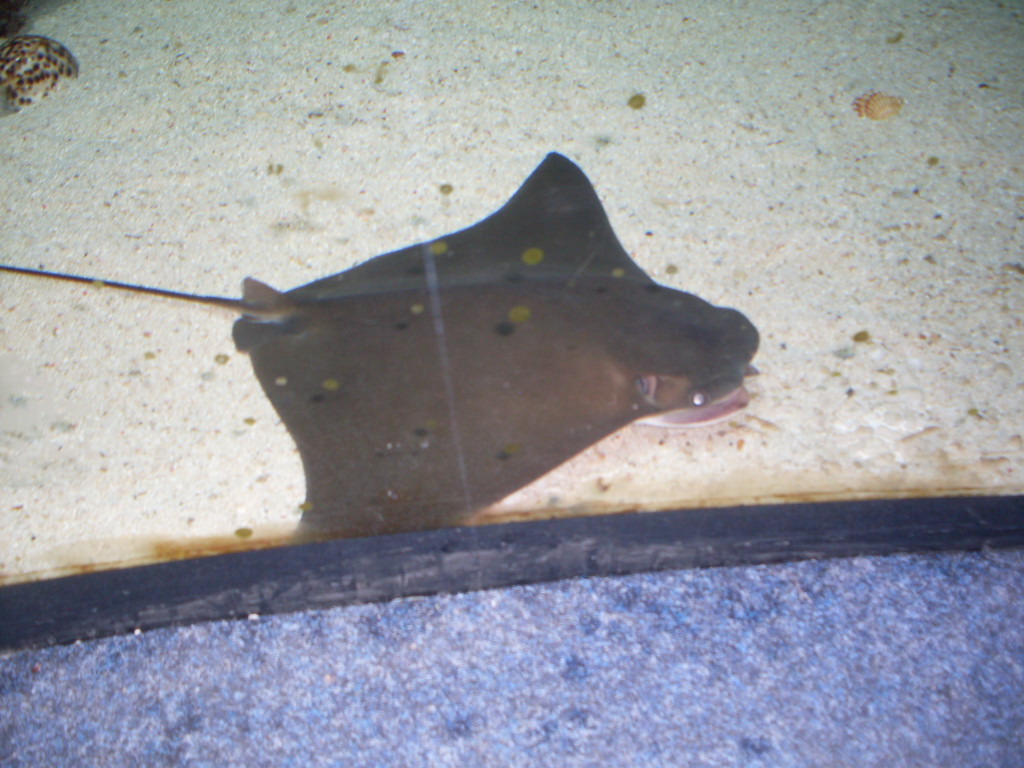 Cow-nose ray in the Green Pyramid