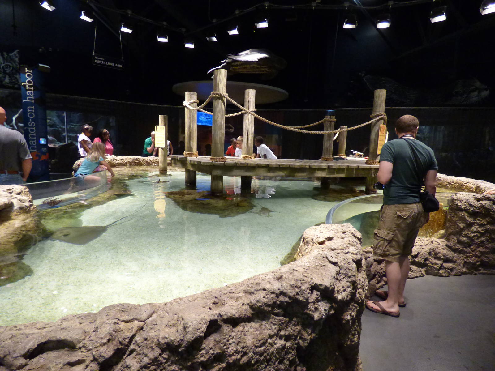 Cow Nosed Ray Touch Pool