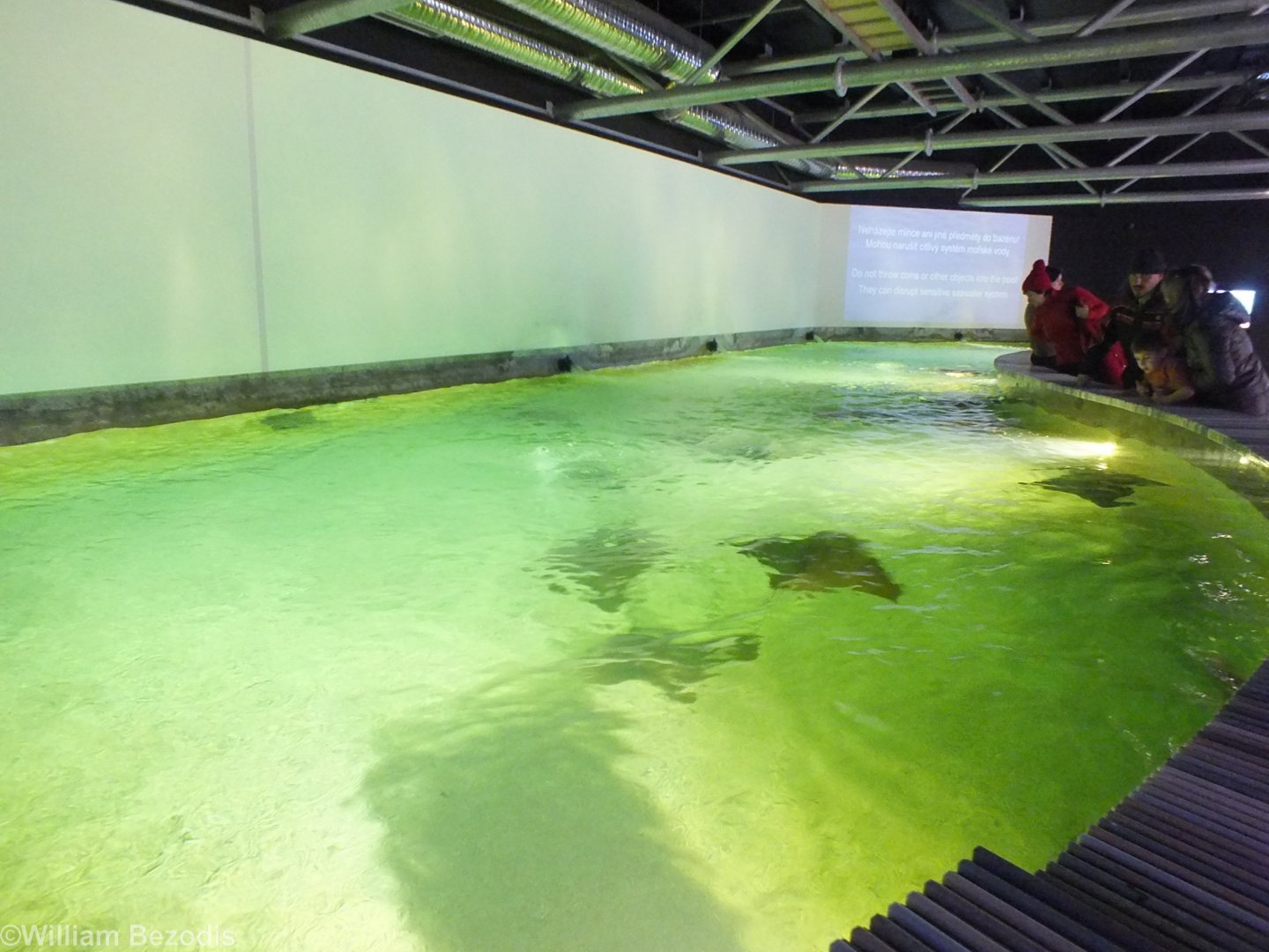 Cow-nosed Ray Touch Tank/Visitor Feeding