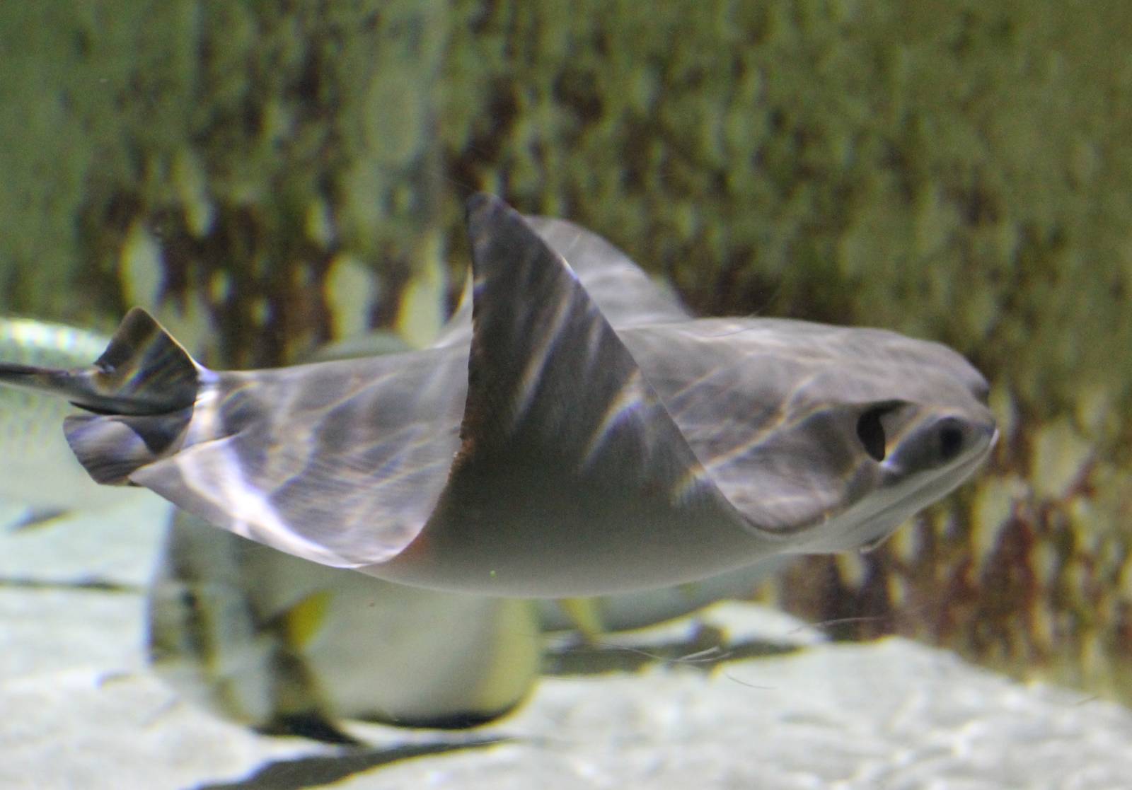 Cow-nosed ray