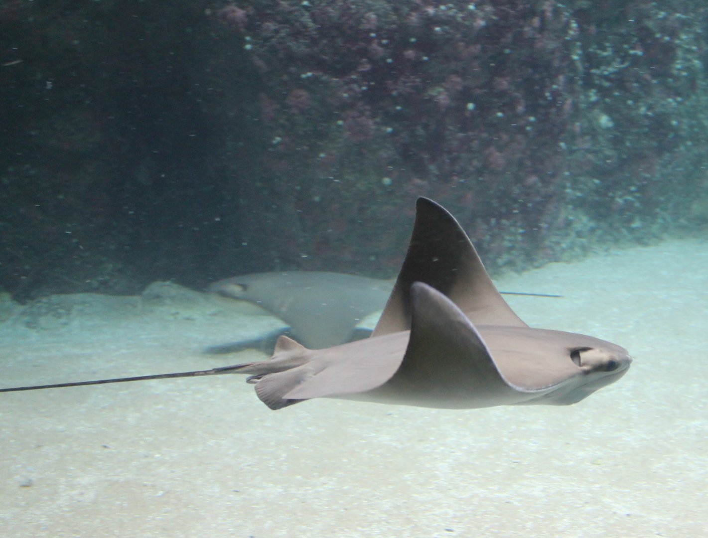 Cow-nosed ray