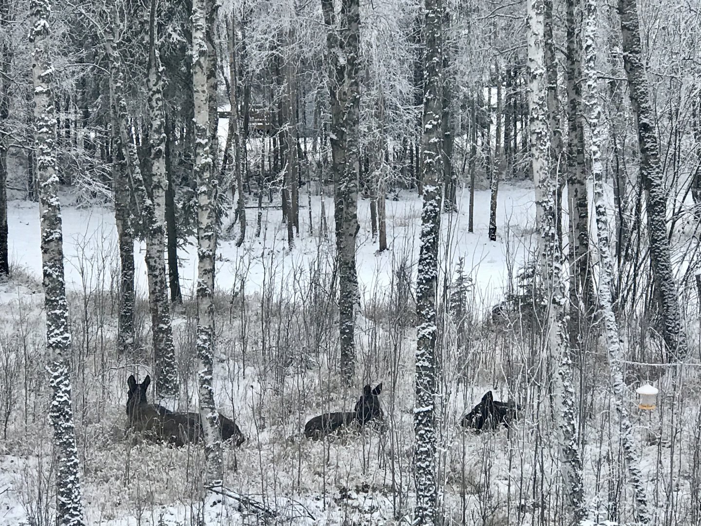 Cow with Calves - Alaska