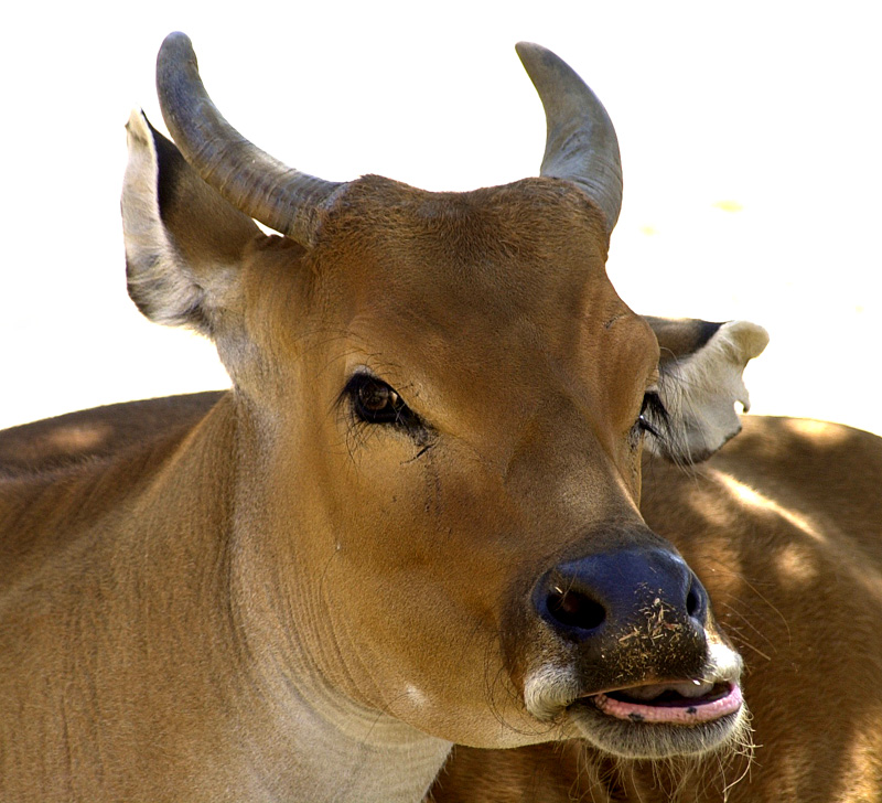 Cow