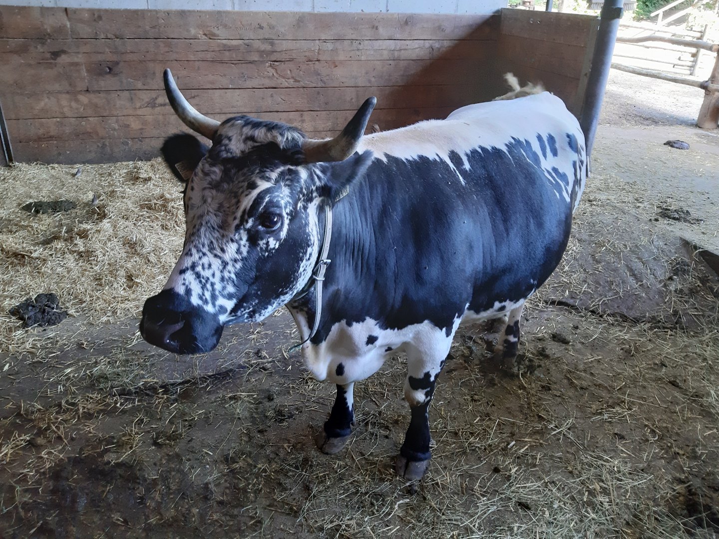 Cow