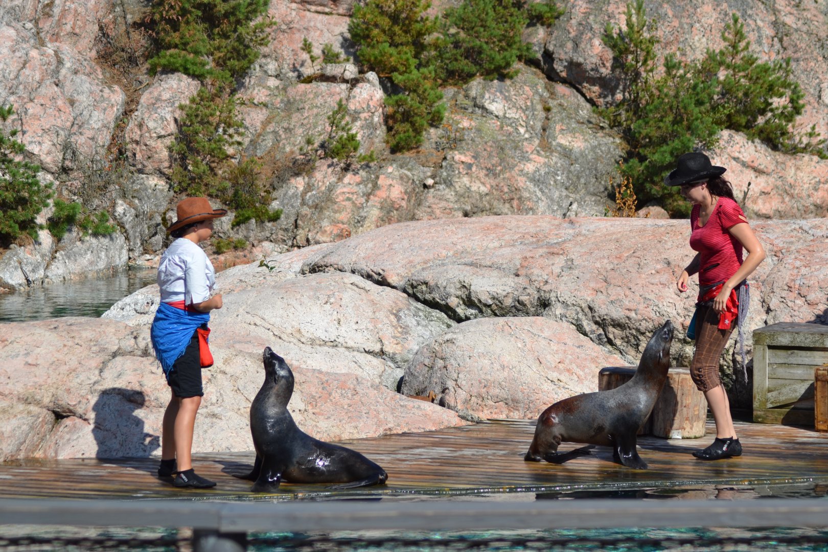 Cowboy duel in Captain Seasick's seal show in Kolmården