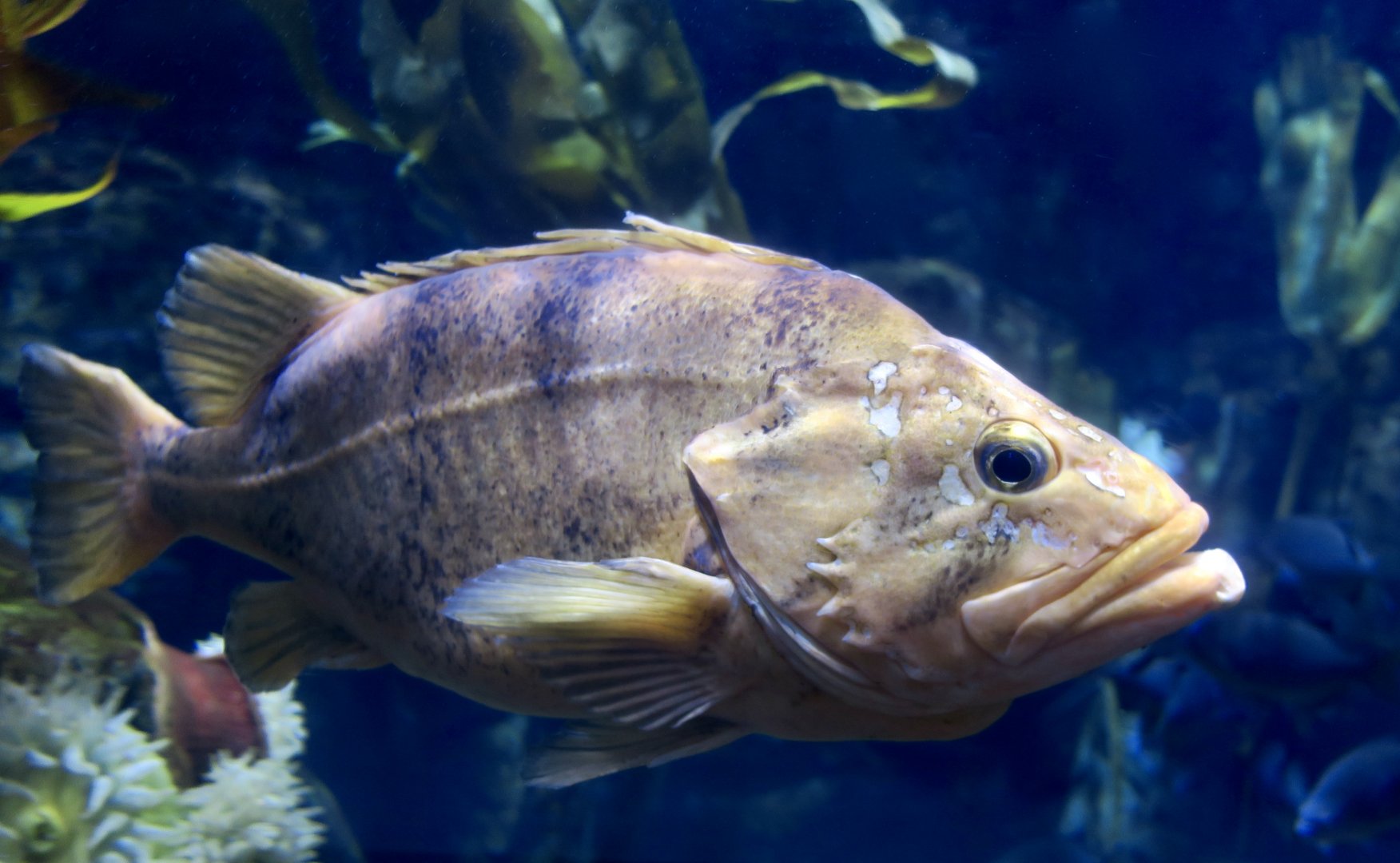 Cowcod (Sebastes levis)