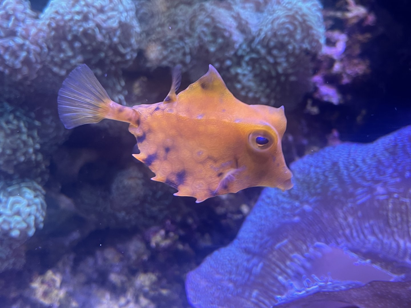 Cowfish ID?
