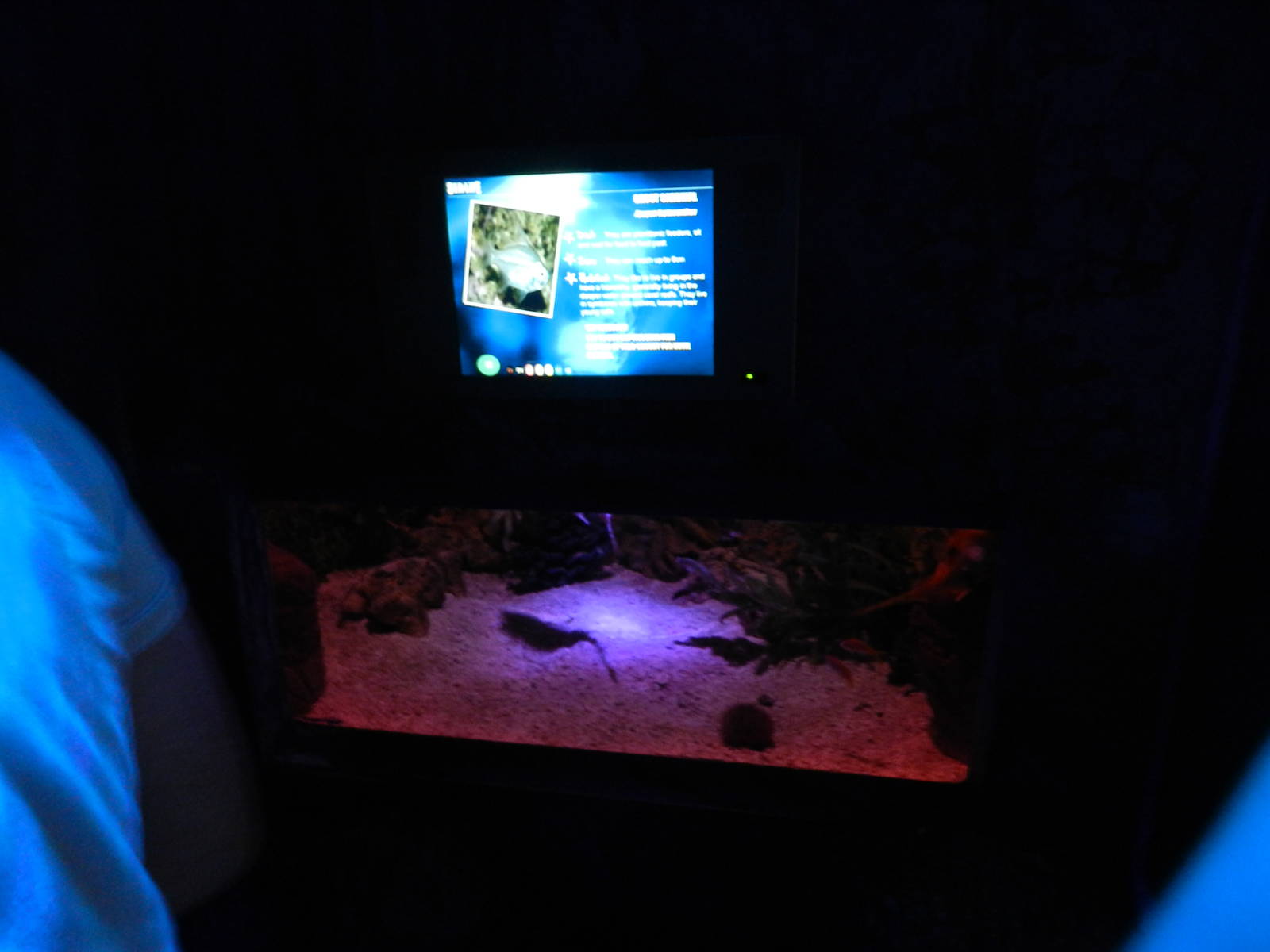 Cowfish Tank at SEA LIFE Scarborough - 26/08/2012