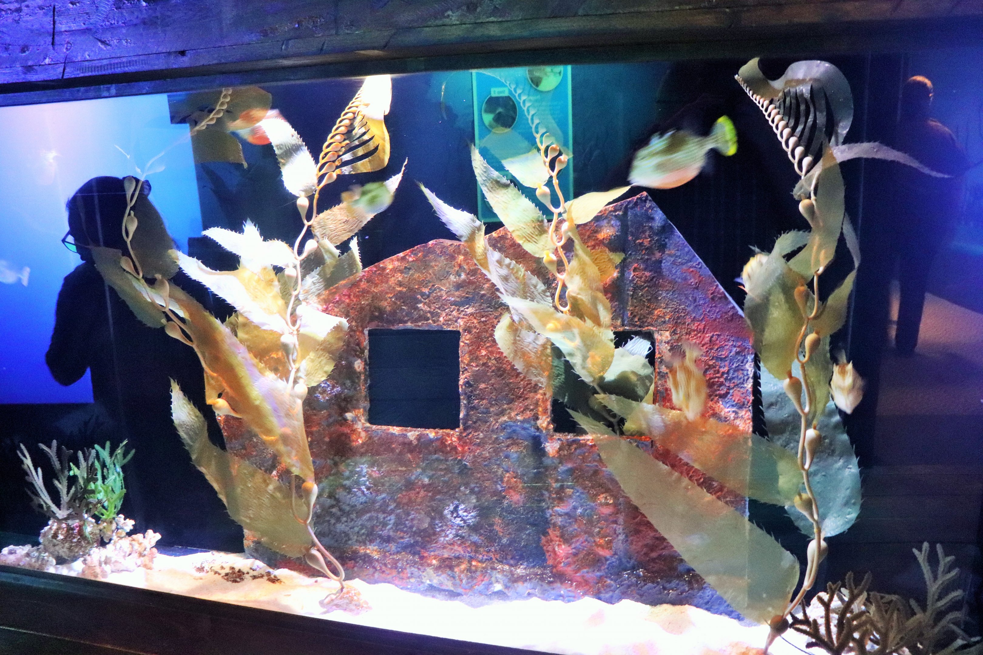 Cowfish Tank