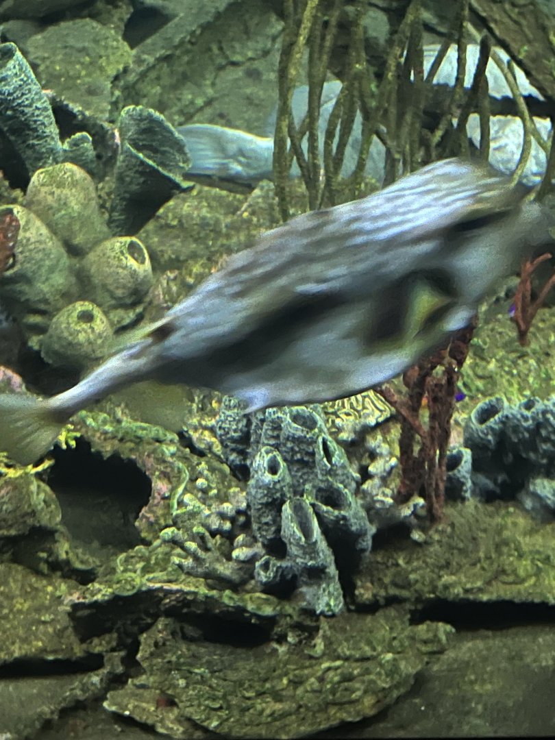 Cowfish/Trunkfish ID