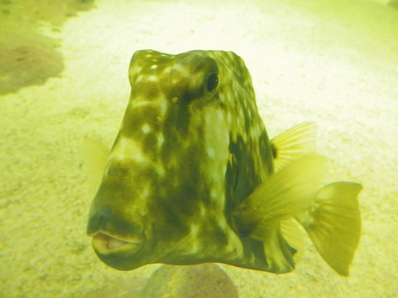cowfish