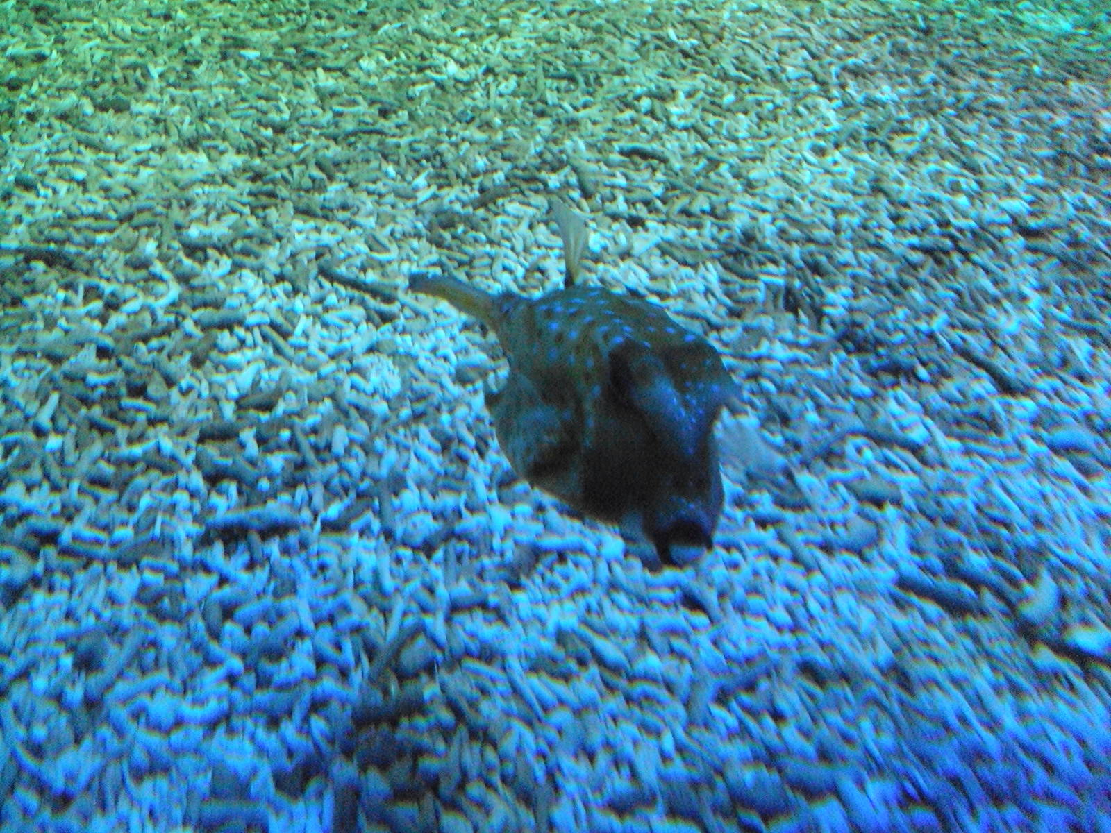 Cowfish