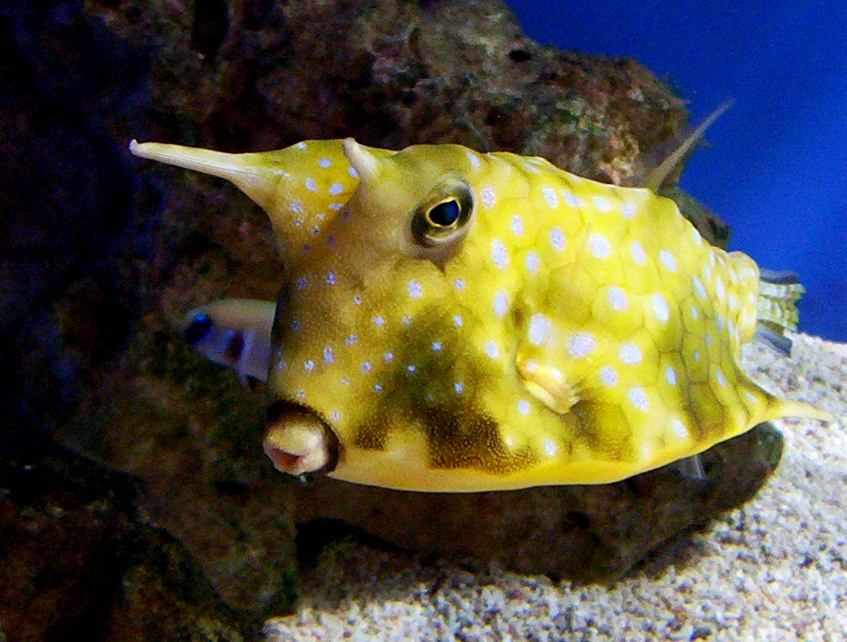 Cowfish