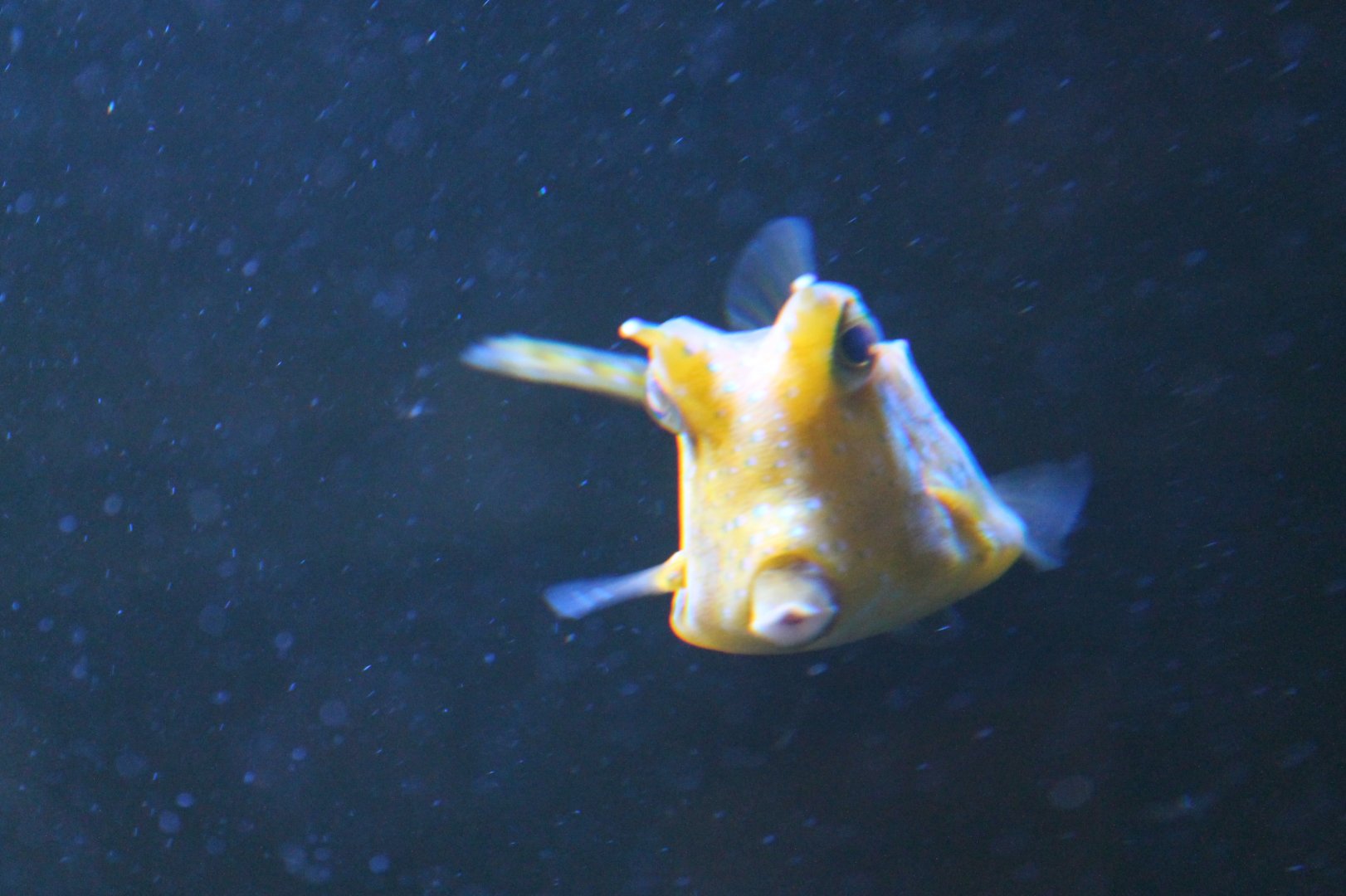 Cowfish
