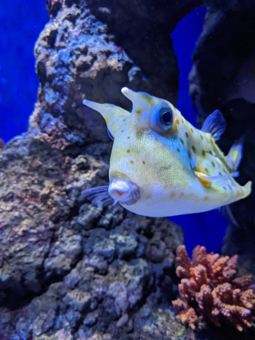 Cowfish