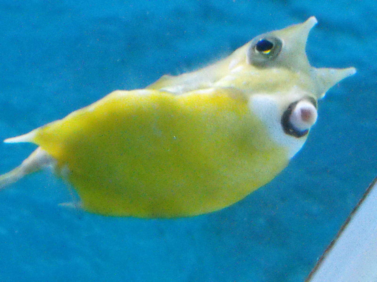 Cowfish