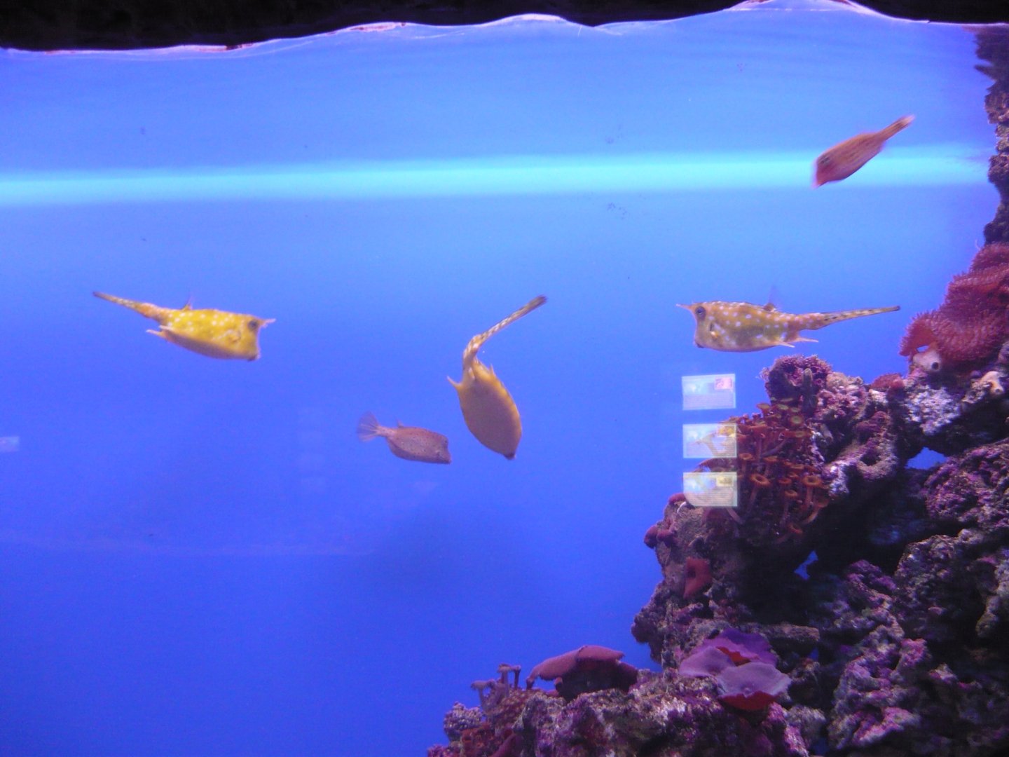 Cowfishes and boxfishes
