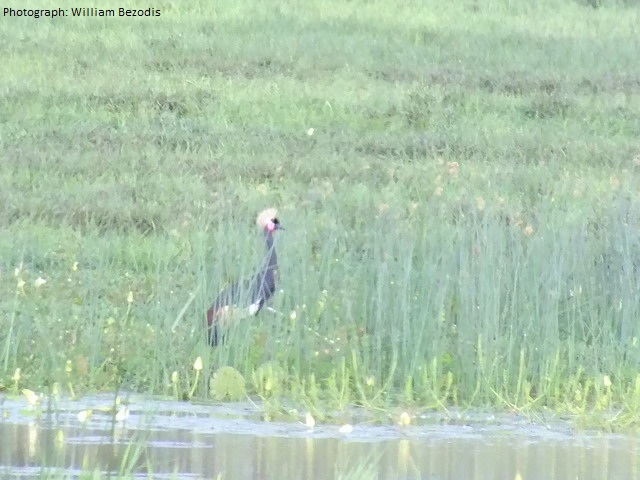 Cowned Crane outside normal range?