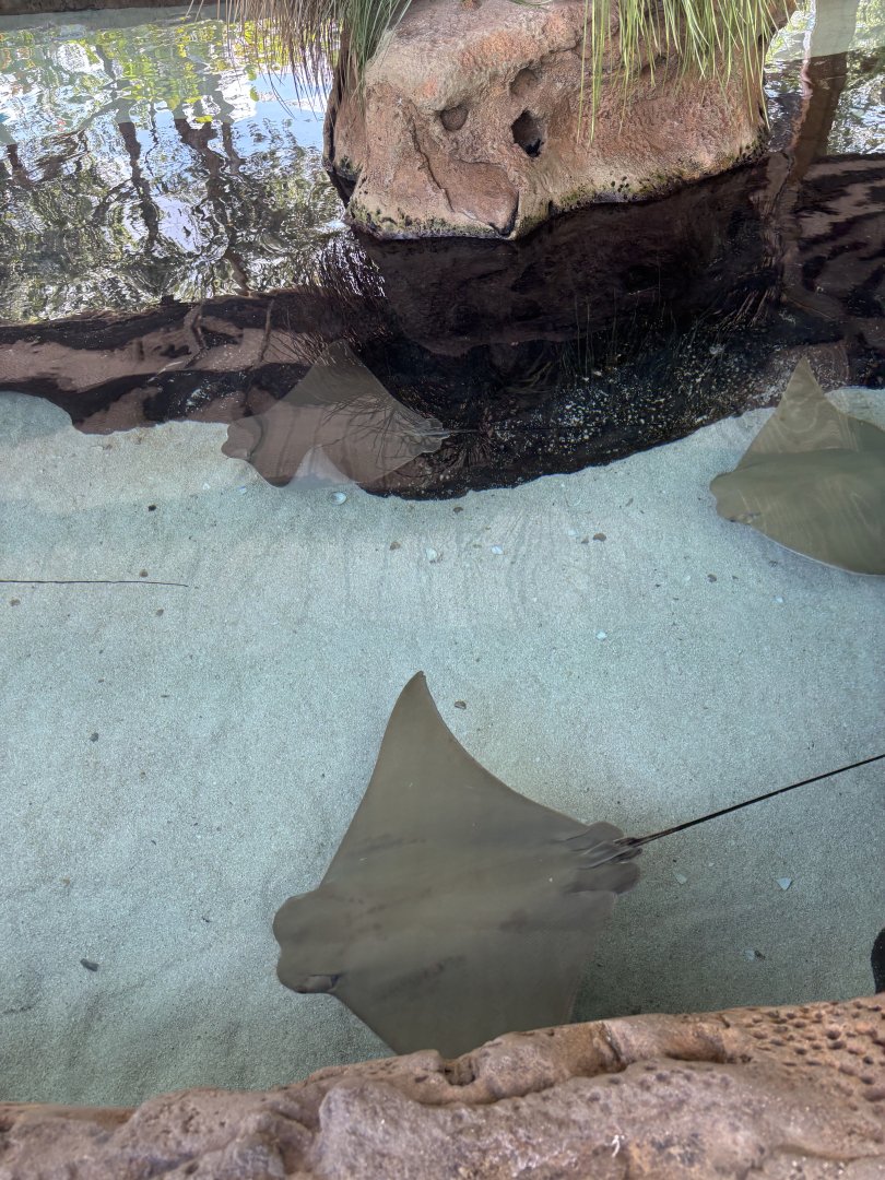 Cownose Ray - 5/27/2025
