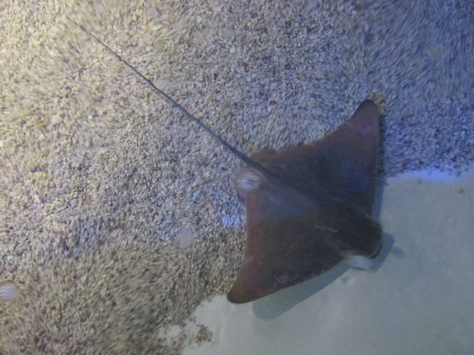 cownose ray acuario inbursa
