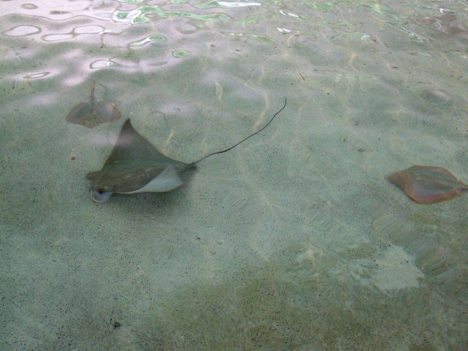 Cownose Ray and Atlantic Stingrays at Jacksonville, 10/10/13