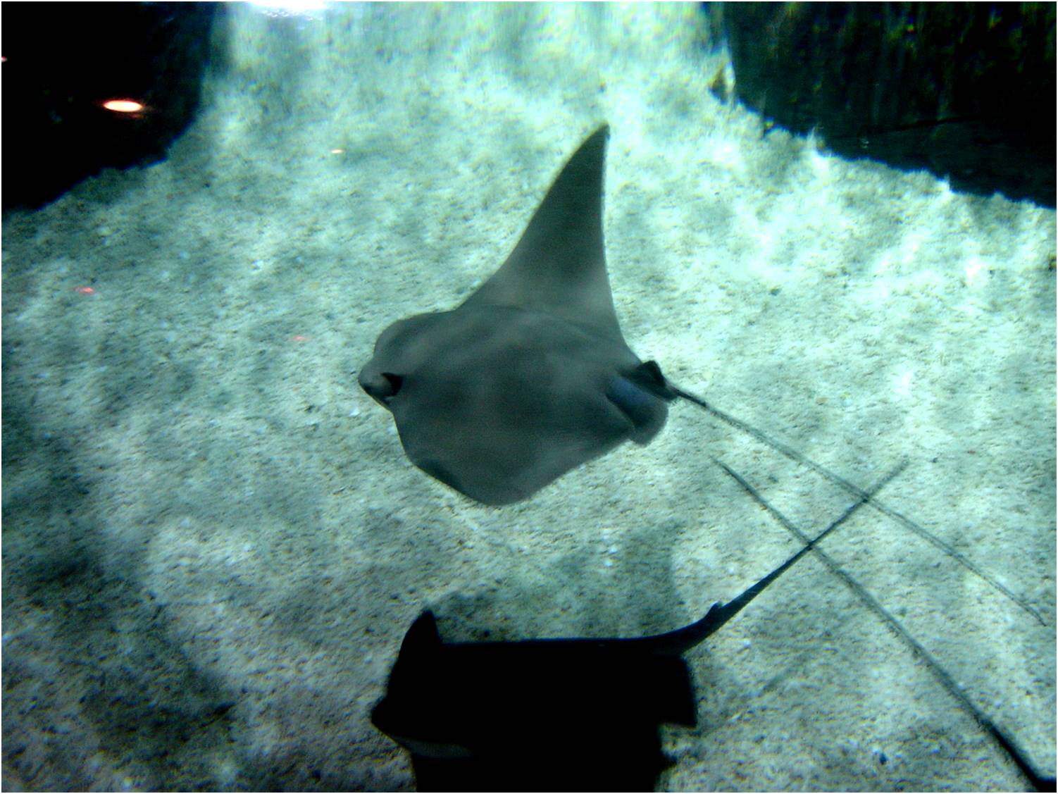 Cownose Ray at Sea Life Porto, 21/04/11