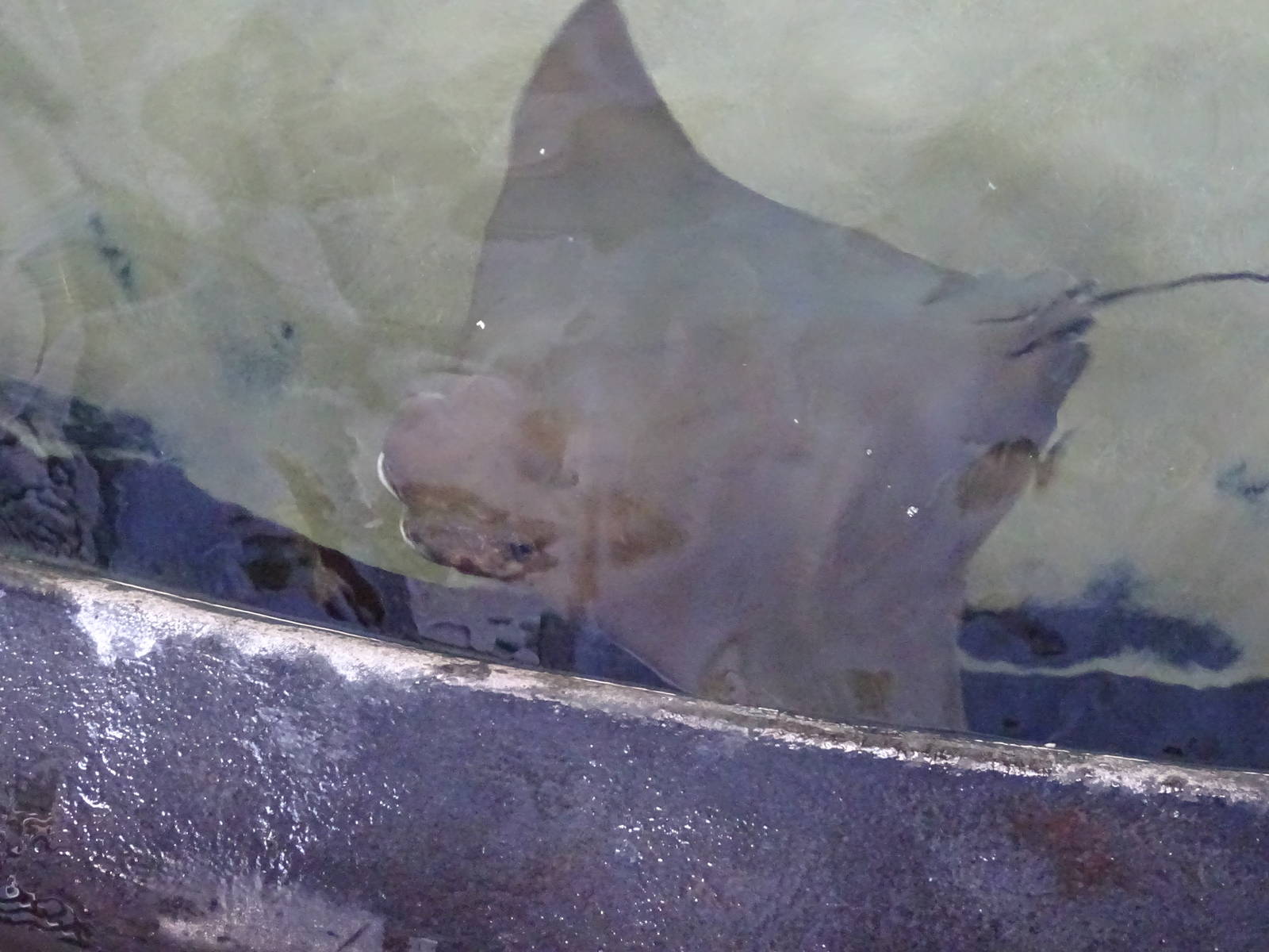 Cownose Ray at SeaWorld Orlando