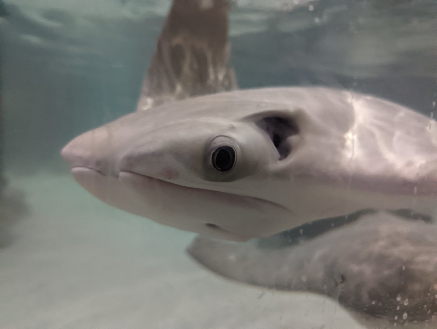 Cownose ray at the Greensboro Science Center