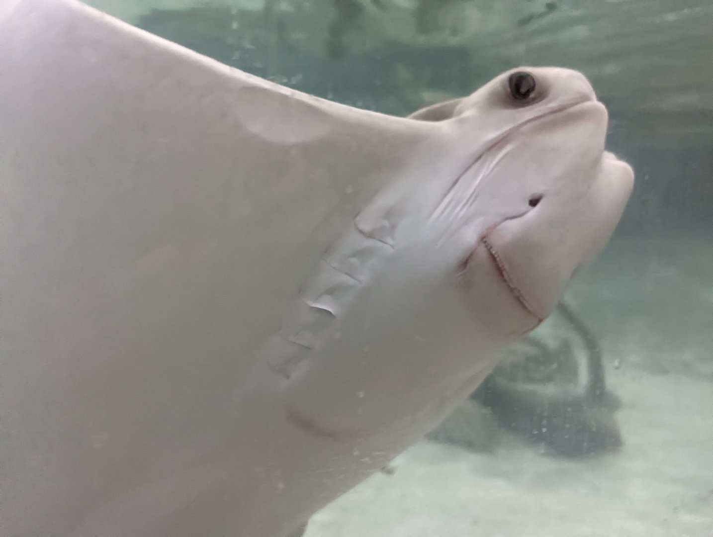 Cownose ray at the Greensboro Science Center