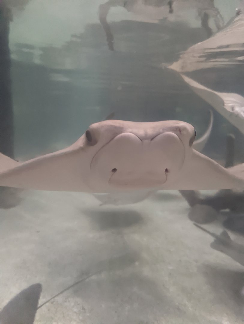 Cownose ray at the Greensboro Science Center