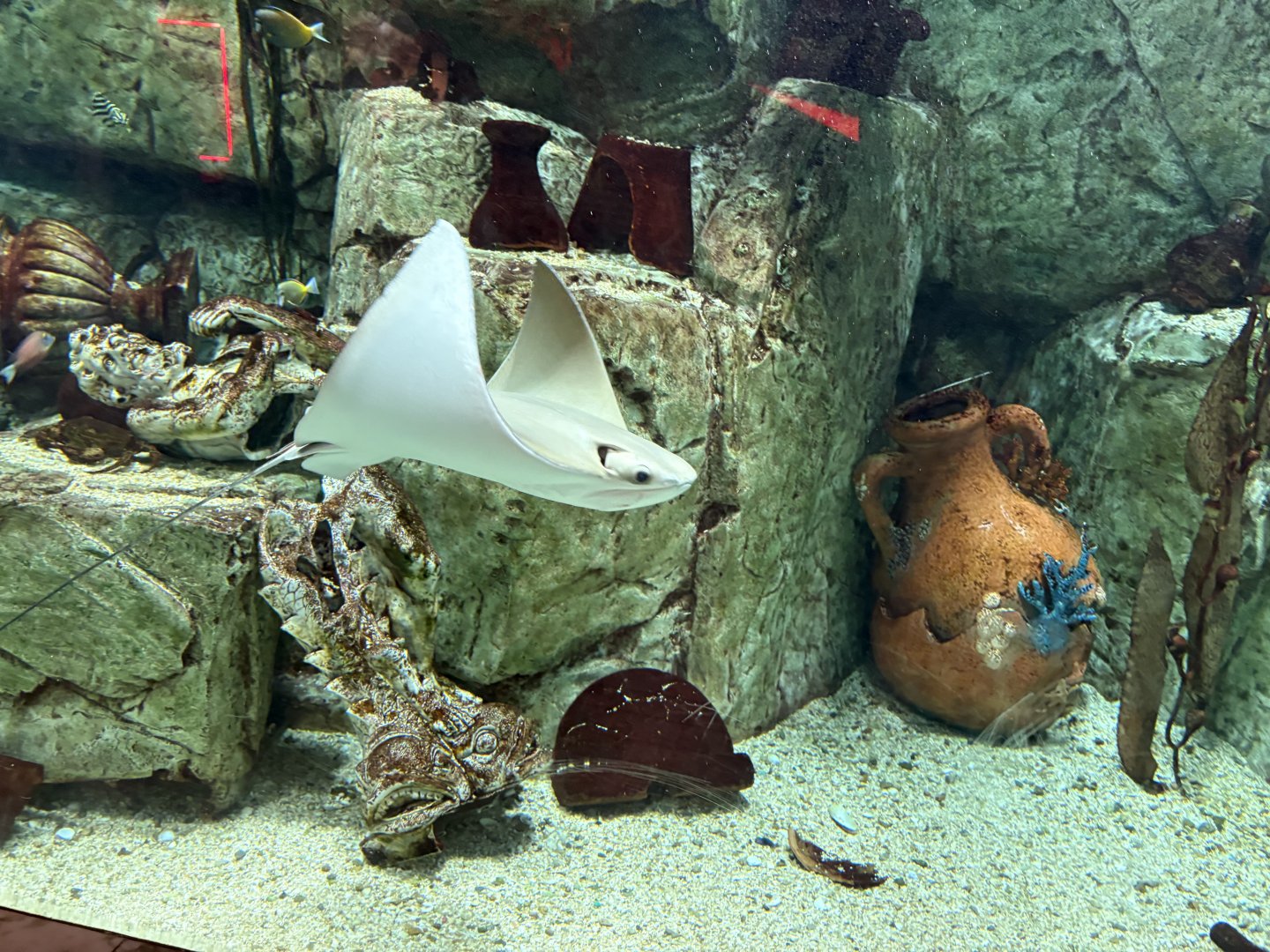 Cownose Ray - Caesar’s Palace Forum Shops Aquarium