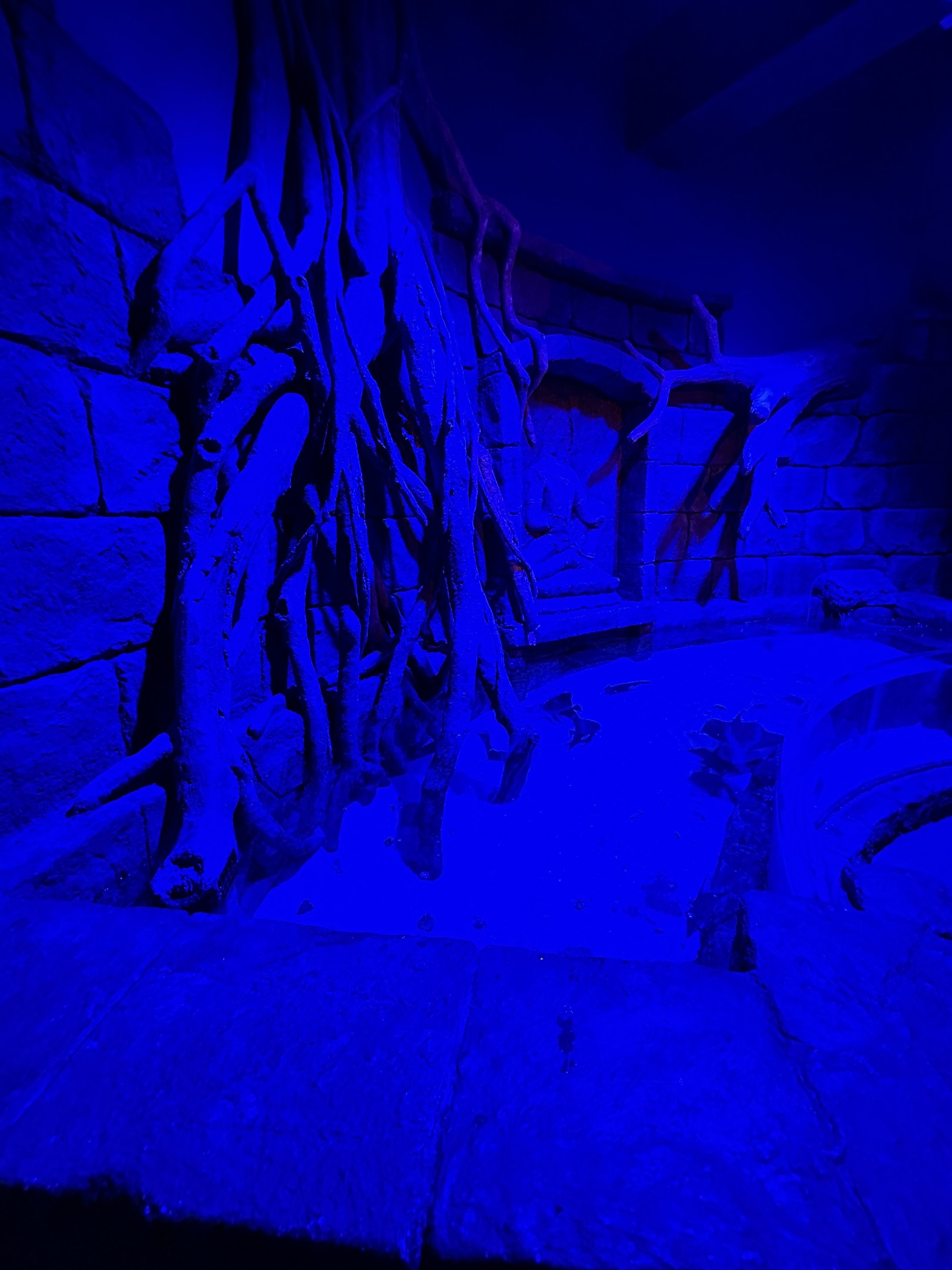 Cownose Ray Exhibit - BXSea Aquarium