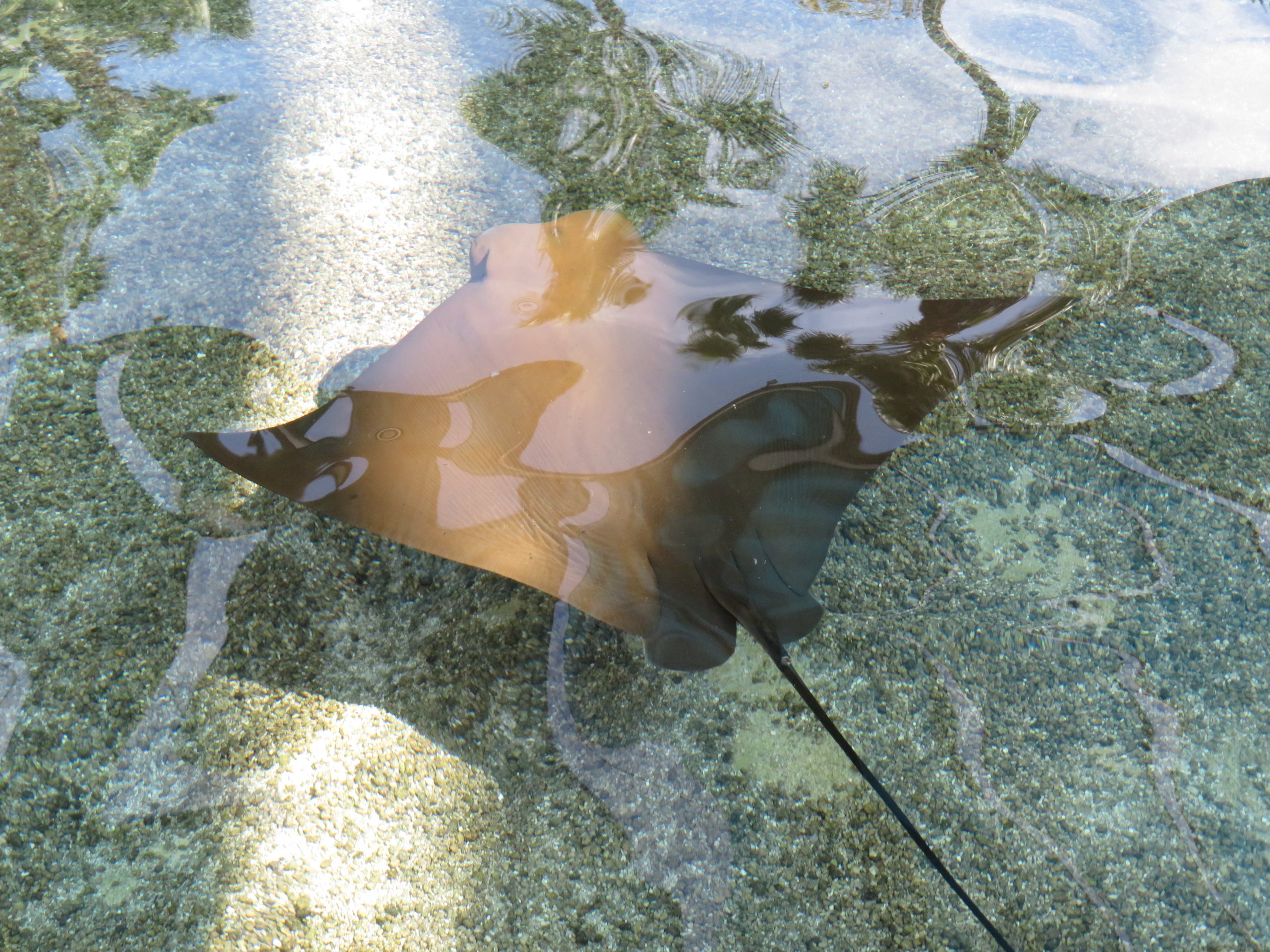 Cownose Ray (Pacific?)