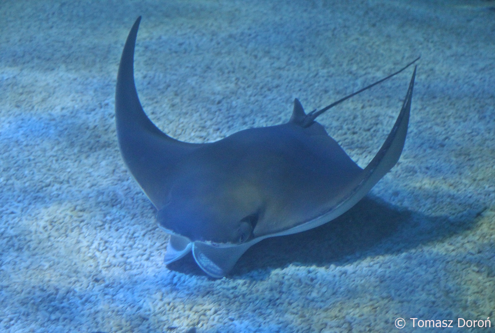 Cownose Ray (Rhinoptera bonasus), August 2018