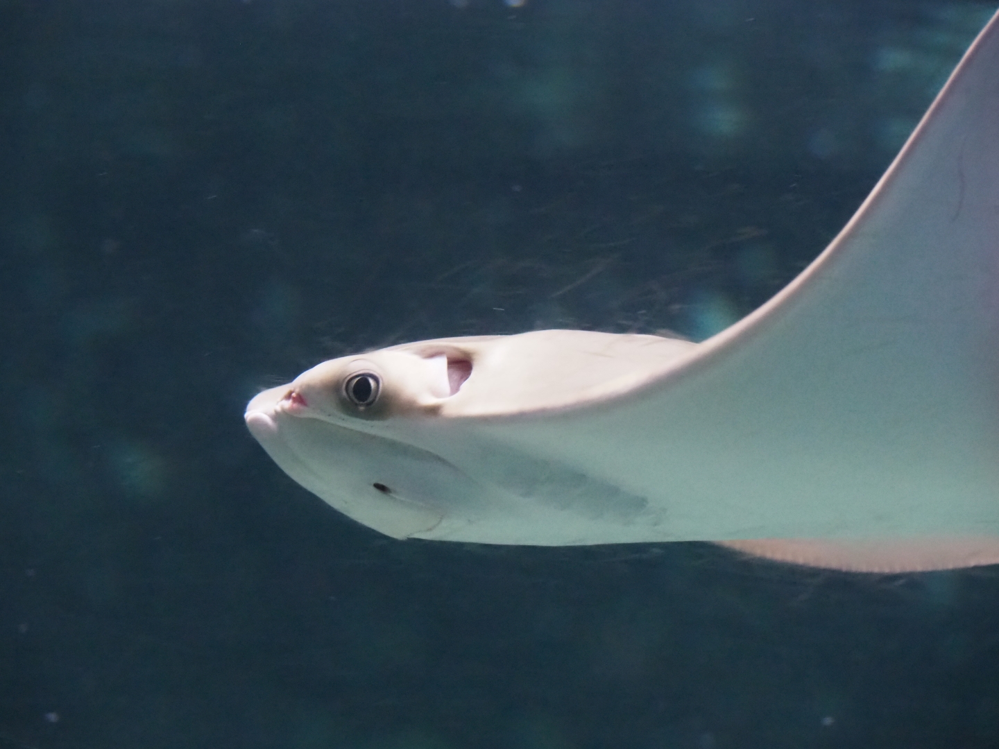 Cownose ray (Rhinoptera bonasus), Nov 10th, 2018