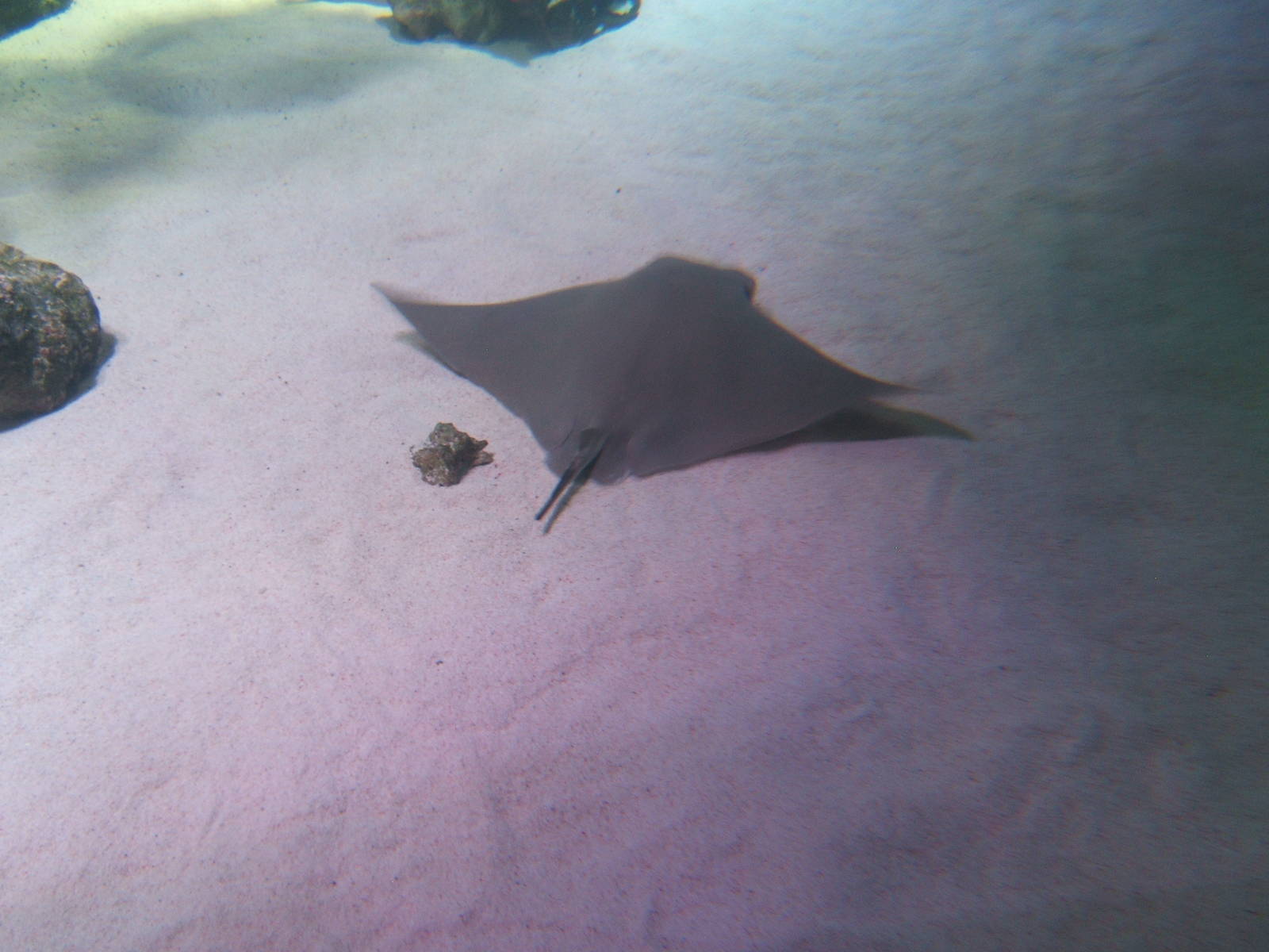 Cownose Ray (Rhinoptera bonasus)