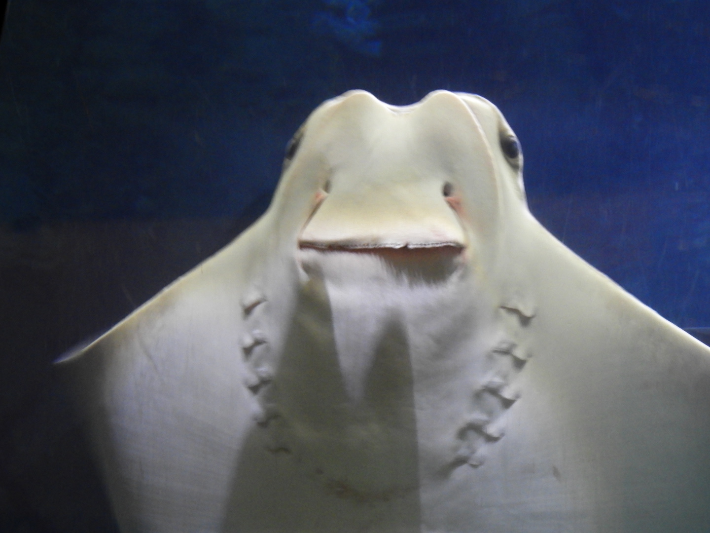 Cownose Ray (Rhinoptera bonasus)