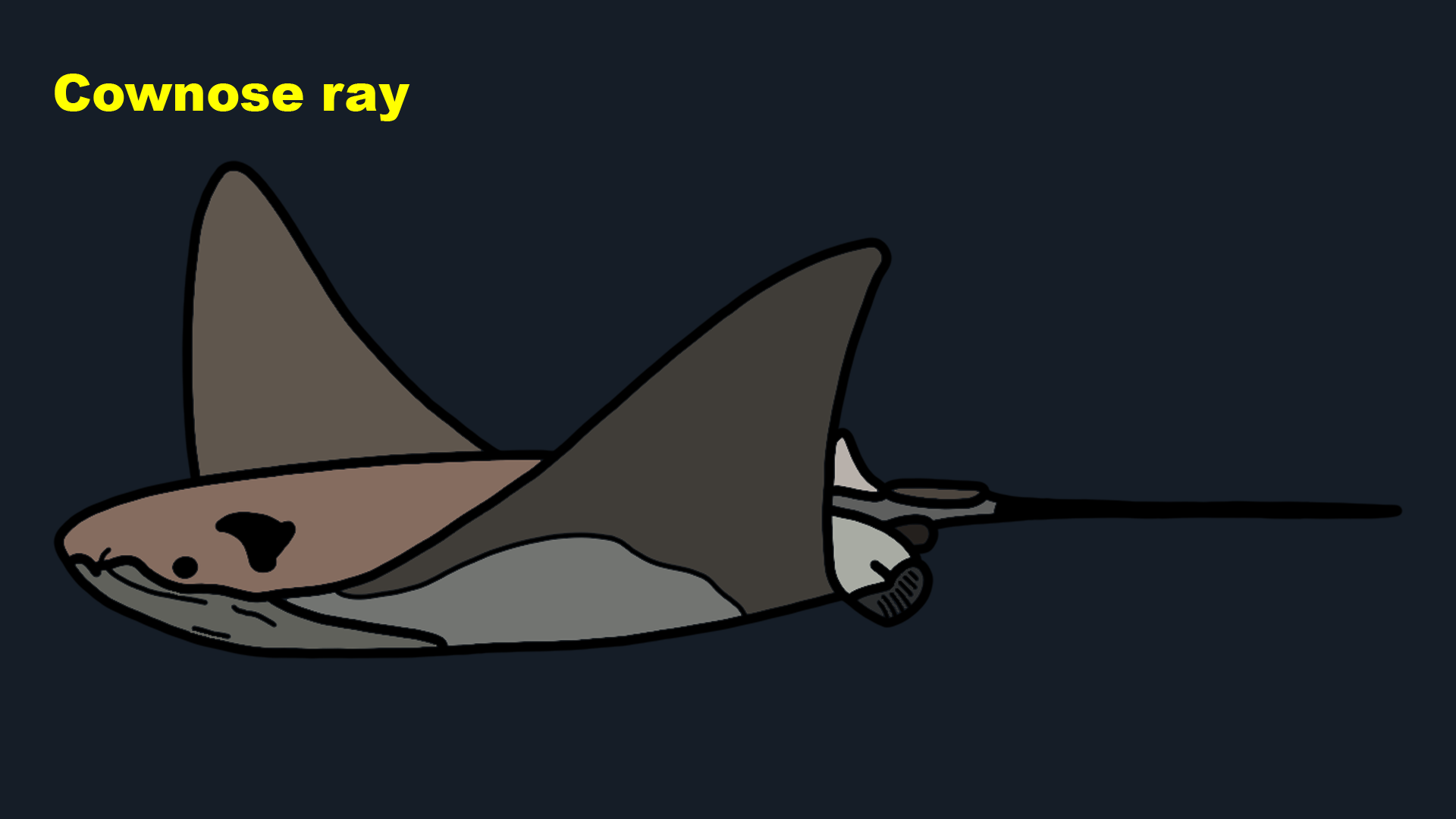 Cownose ray (Rhinoptera bonasus)