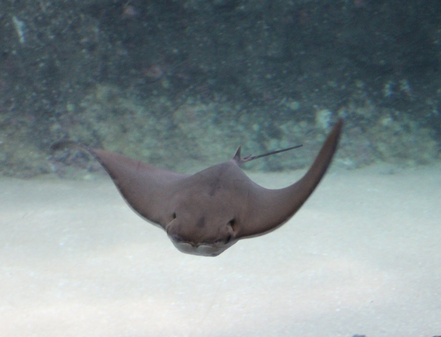 Cownose ray - Rhinoptera bonasus
