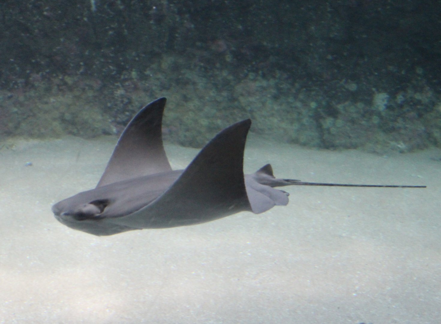 Cownose ray - Rhinoptera bonasus