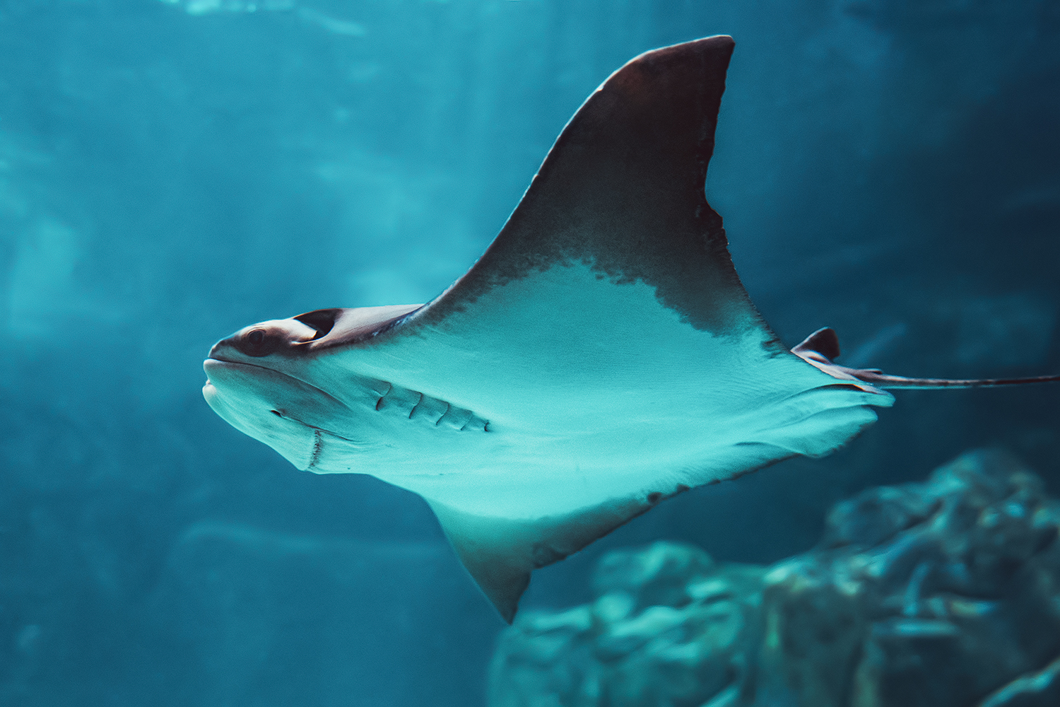 Cownose ray (Rhinoptera bonasus)
